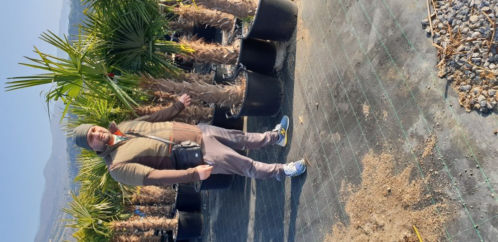 Vindem magnolie grandiflora si palmieri care rezistă la îngheț