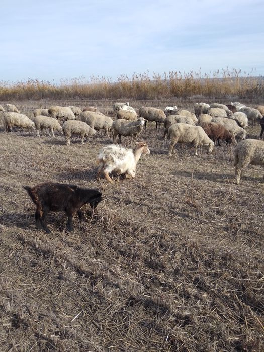 oi și capre  doar toate