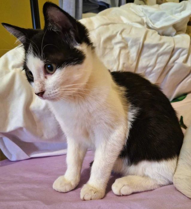 Pisoi 4 luni gratuit spre adoptie