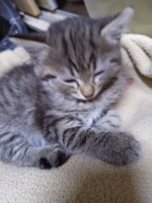 Отдам даром котенка в хорошие руки