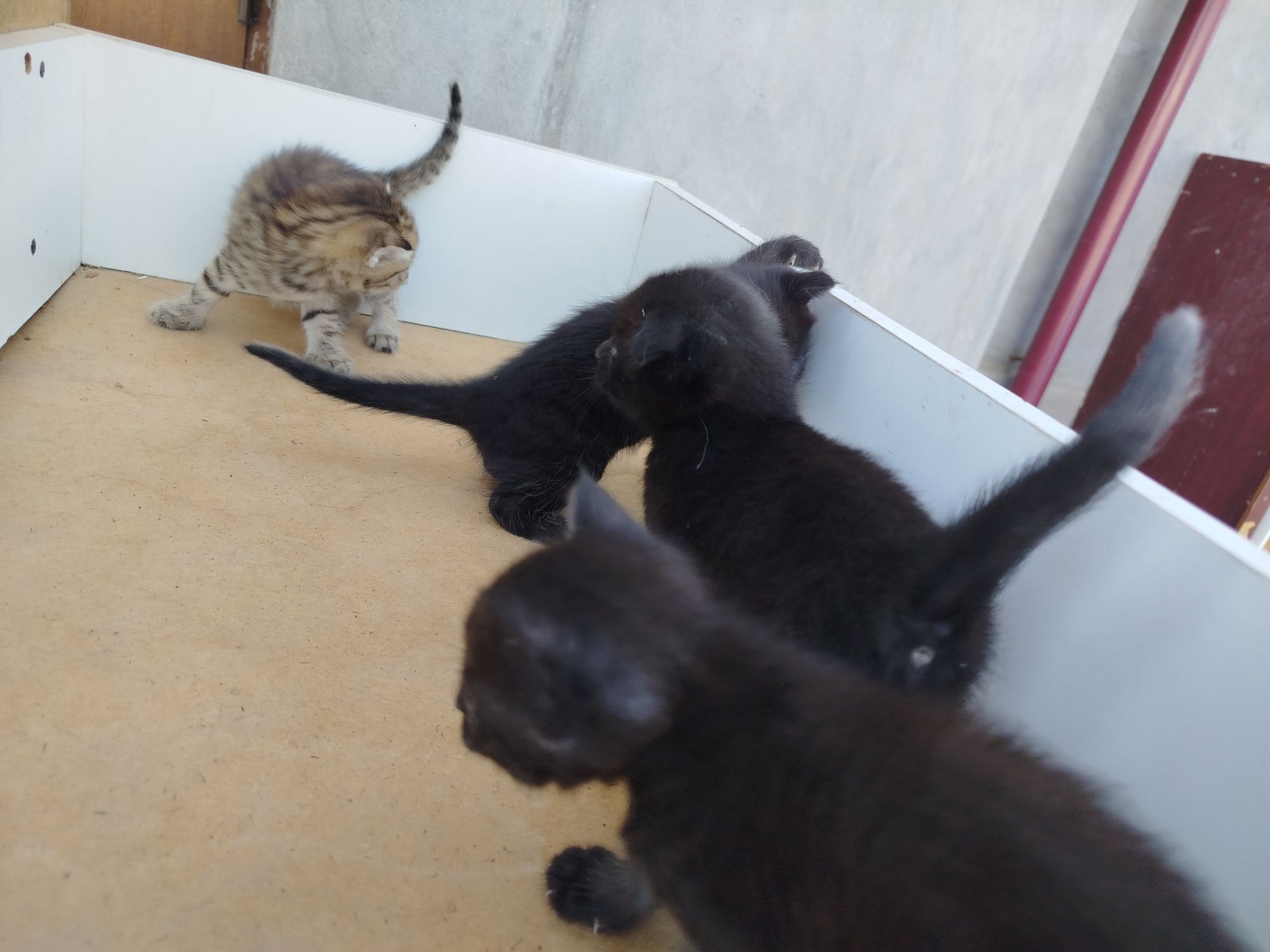 Scottish fold mushukchalar