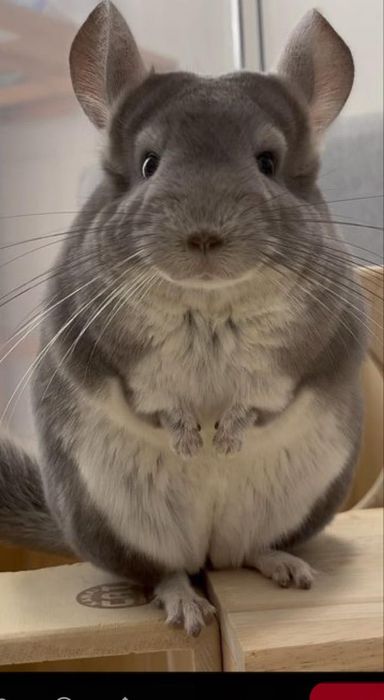 Animal de companie pui de cincila chinchilla chinchila sinsila