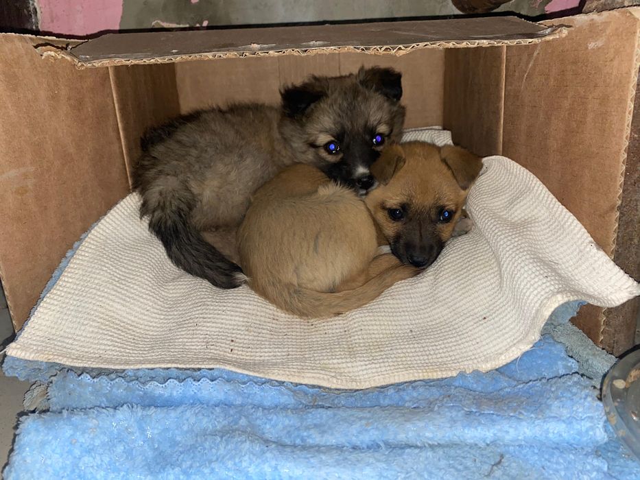 Отдам щенят в добрые руки