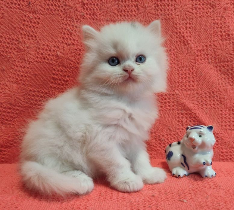 Очаровательный котёнок!