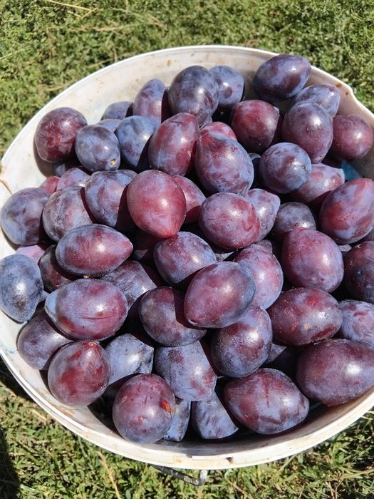 Vând prune văratice,dulci și zemoase,la Valea de Brazi ,Dodoconi