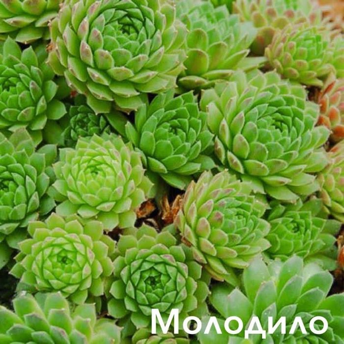 Цветок многолетний Молодило