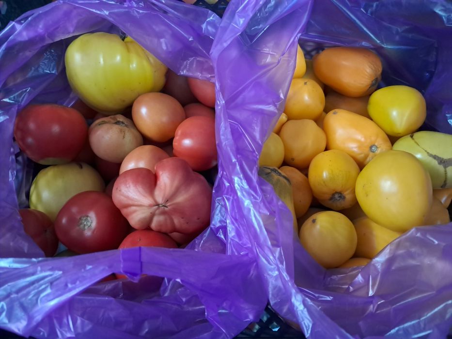 Продам помидоры  баклажаны перец    домашние