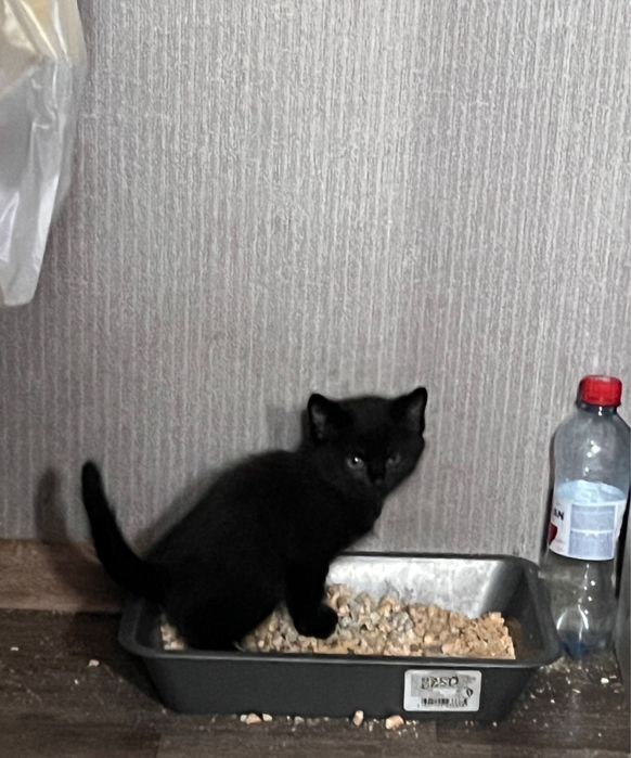 Подарю котенка….