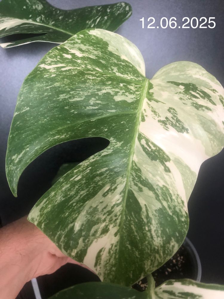 Monstera Albo Variegata