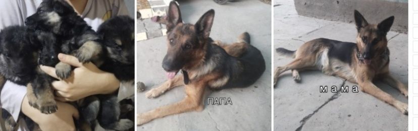 Щенки немецкой овчарки