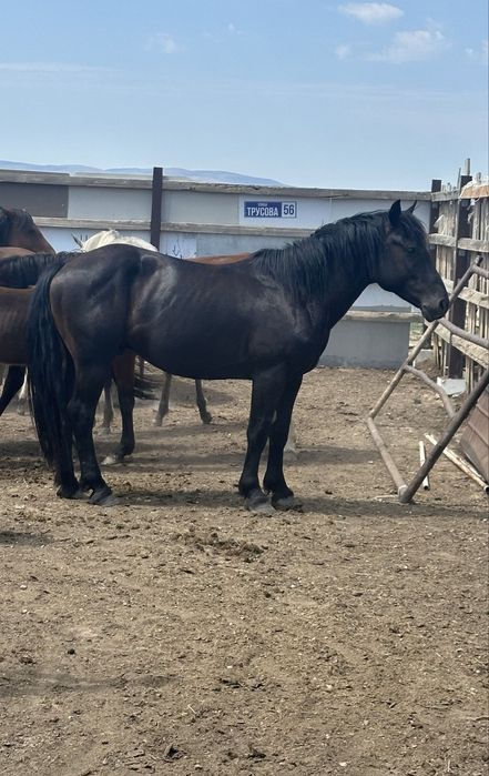 Айгыр сатылады ,породистый срочно