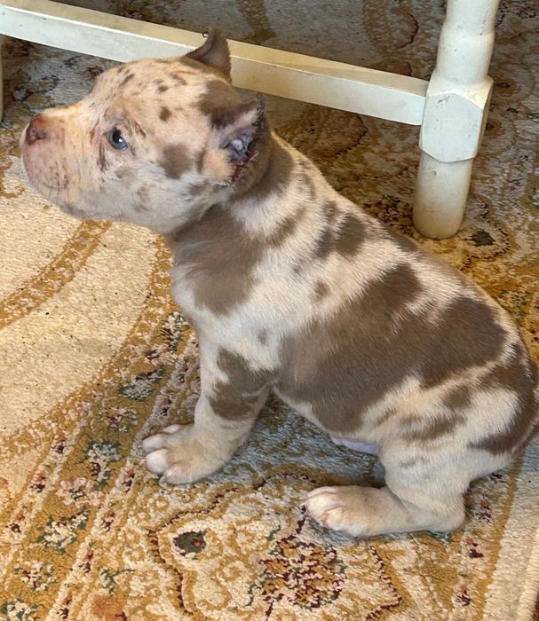 Щенки американского булли