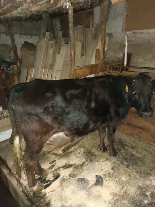 Продам корову