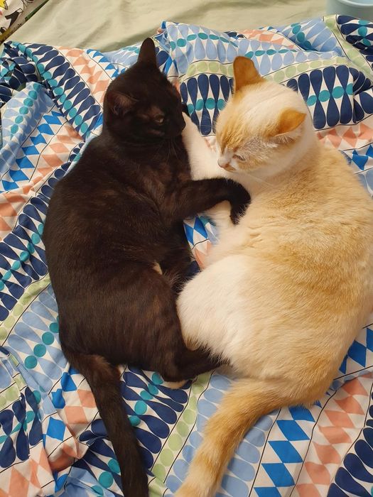 Pisici pentru adopție