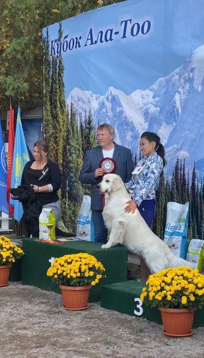 Вязка. Голден ретривер.