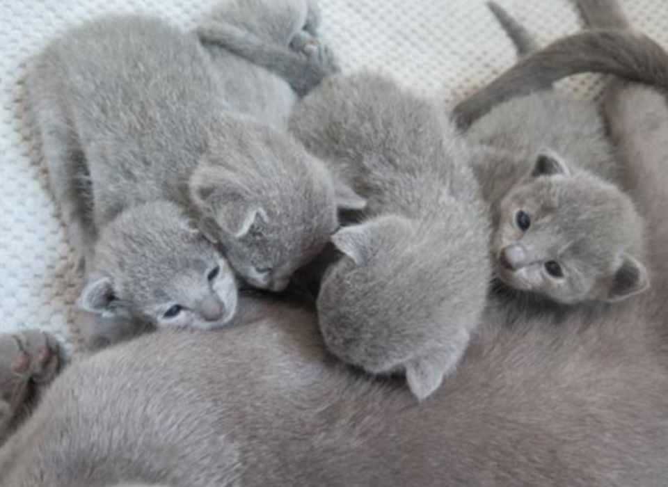 Продавам котенца,порода руска синя котка