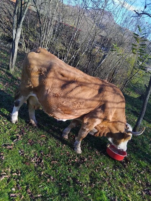 Vaca de vanzare pentru abator
