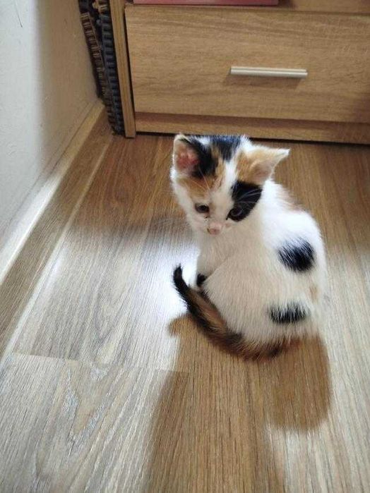 Подарявам женско котенце