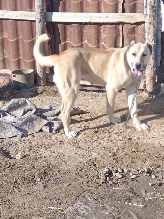 Тез арада Сатылады. Тауыктарга, индуктерге айырбастауга болады.