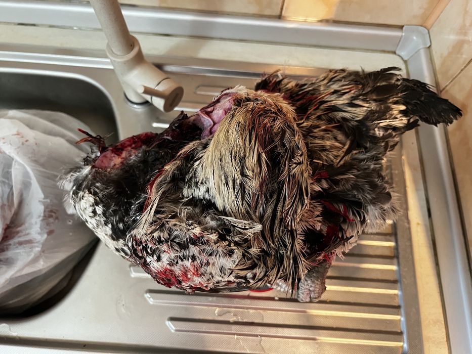 Pui si oua de țară. Pasari hranite 100% cu cereale