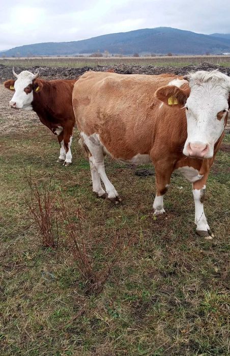 Vaci si juninci de vanzare