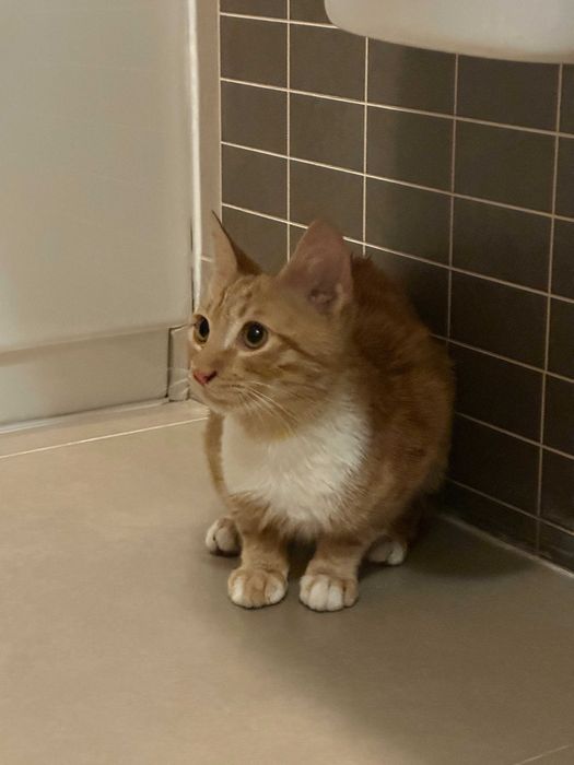 Adopta o pisicuta Garfield