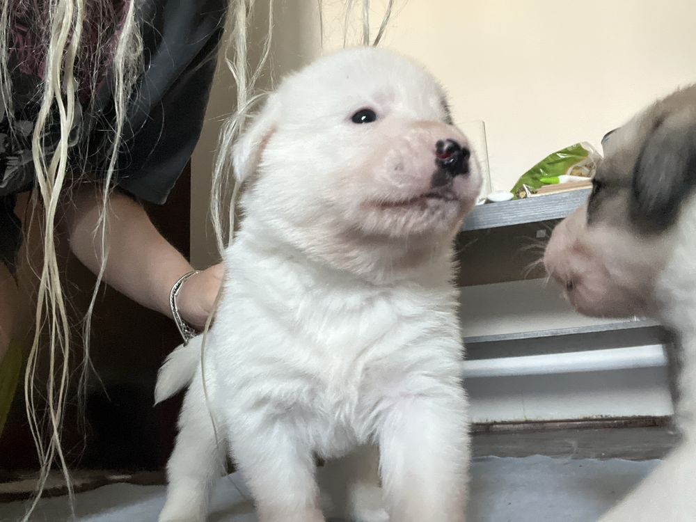 Pui de cățel disponibili din 3 iulie!