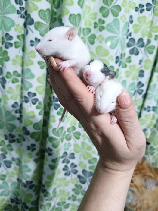 Продам крысят,,Дамбо,,