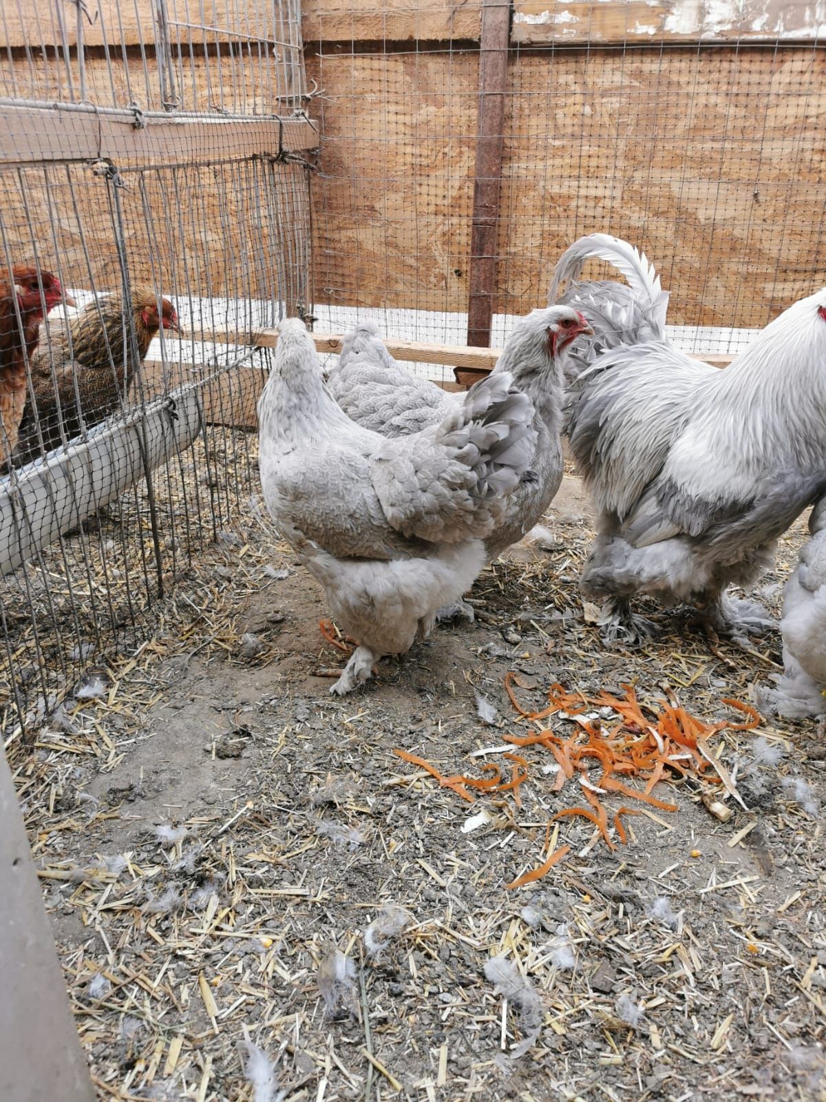Vând familie brahma izabel