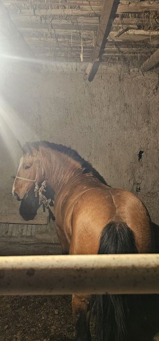 Vlademirski ot juda yuvosh