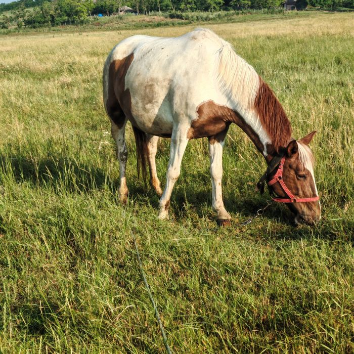 D  e   v â n z a re