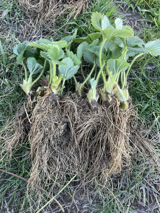 Продавам разсад ягоди