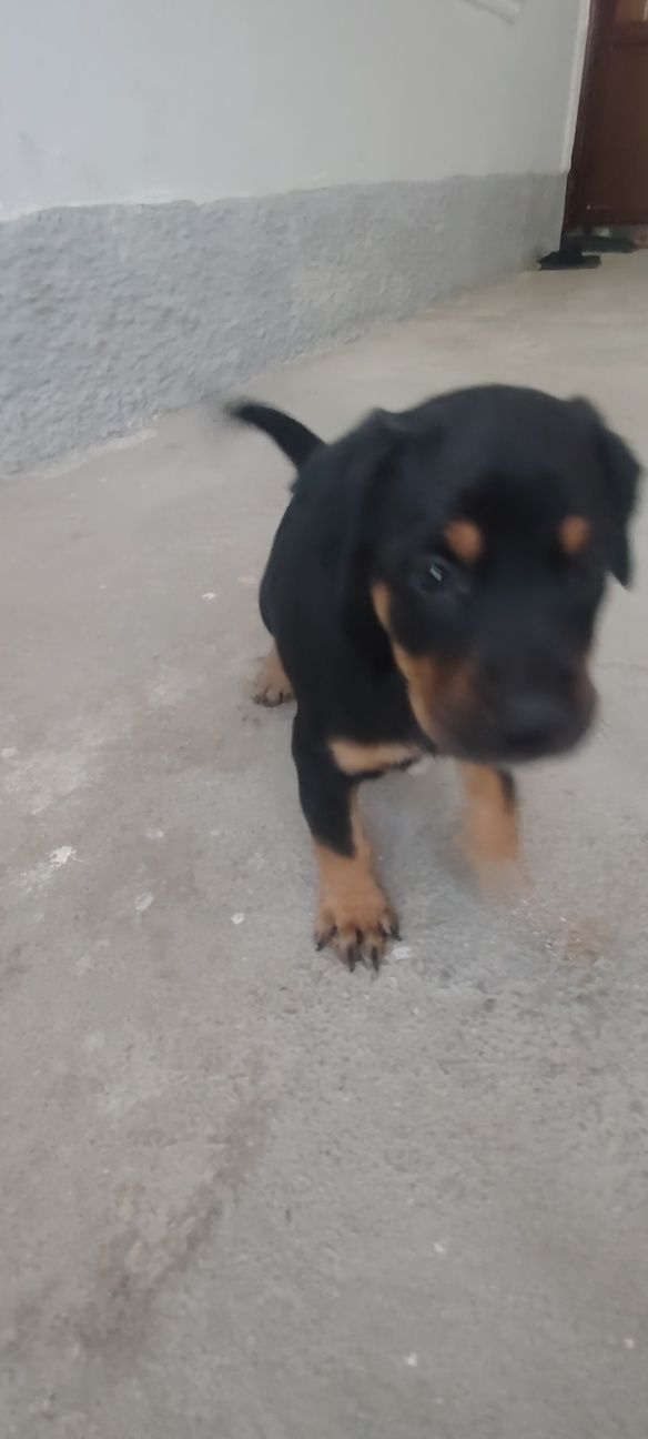 Doberman gold rangidan ham bor