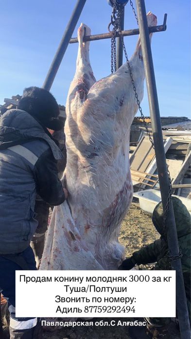 Продам согым мясо конина молодняк с откорма