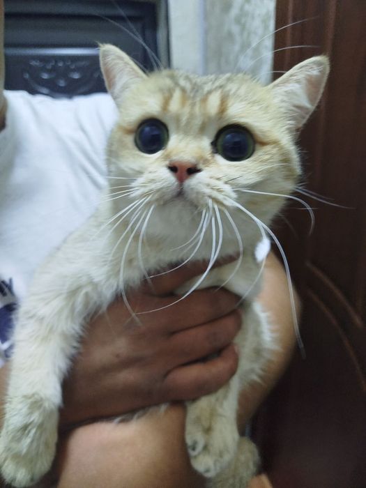 Продам чистокровных шиншилл