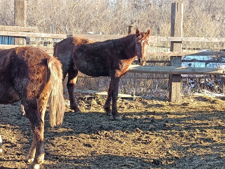 Айгыр сатылады семыз жемде тур