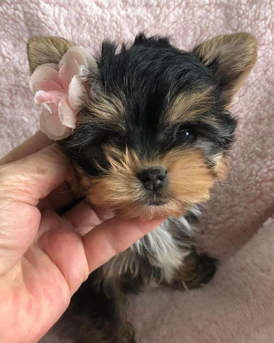Yorkshire terrier talie mica