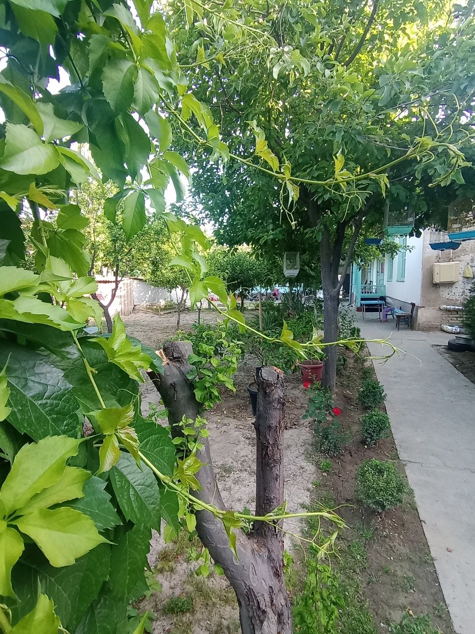 Учаска сотилади 12.5 сотик
