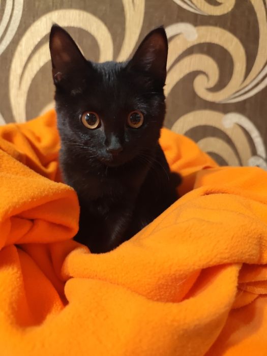 Продам черную кошечку