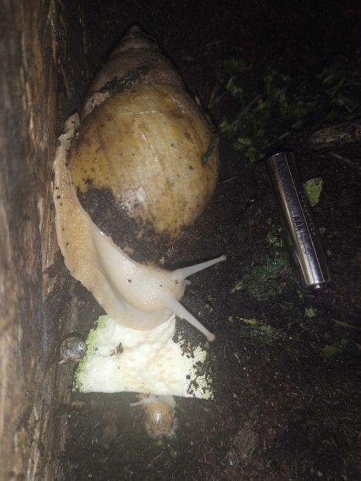 Donez melci Achatina fulica,doar Piatra Neamț ,cu ridicare personală.