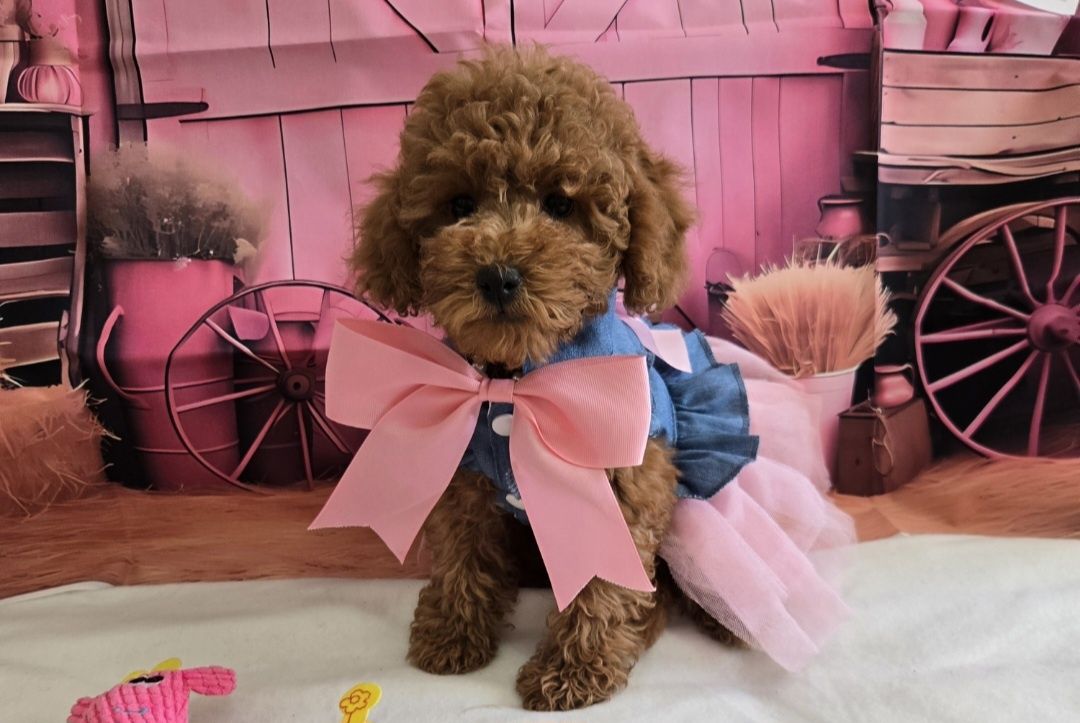 Пудел той /мини Poodle toy с родословие елитна кръвна линия