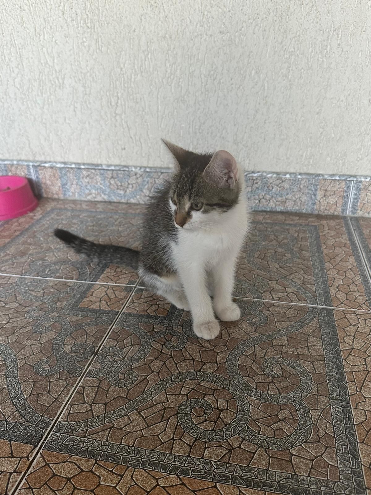 Donez pisică 2,5 luni