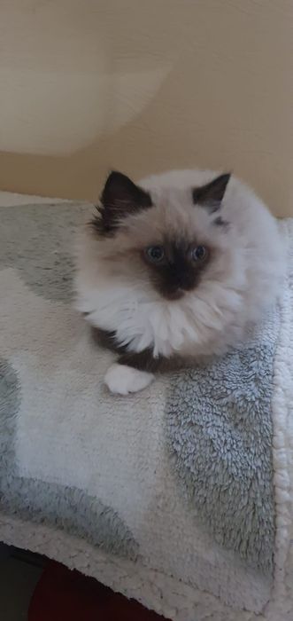 Pufosenii Drăgălașe