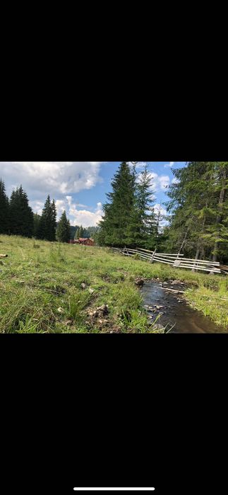 Teren de vis la munte Poiana Negri, lângă  pădure înconjurat de brazi
