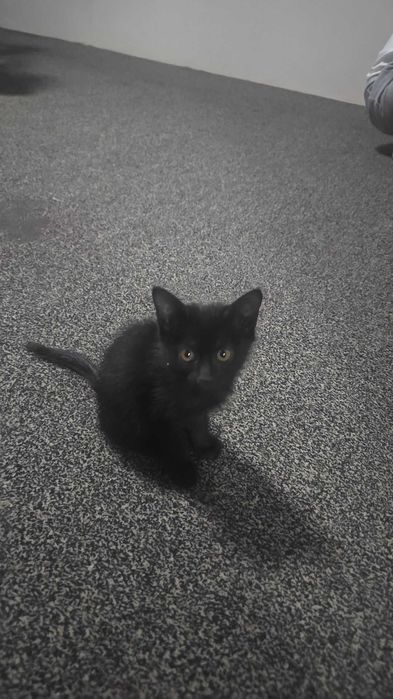 Пышык балалары бесплатно бериледи