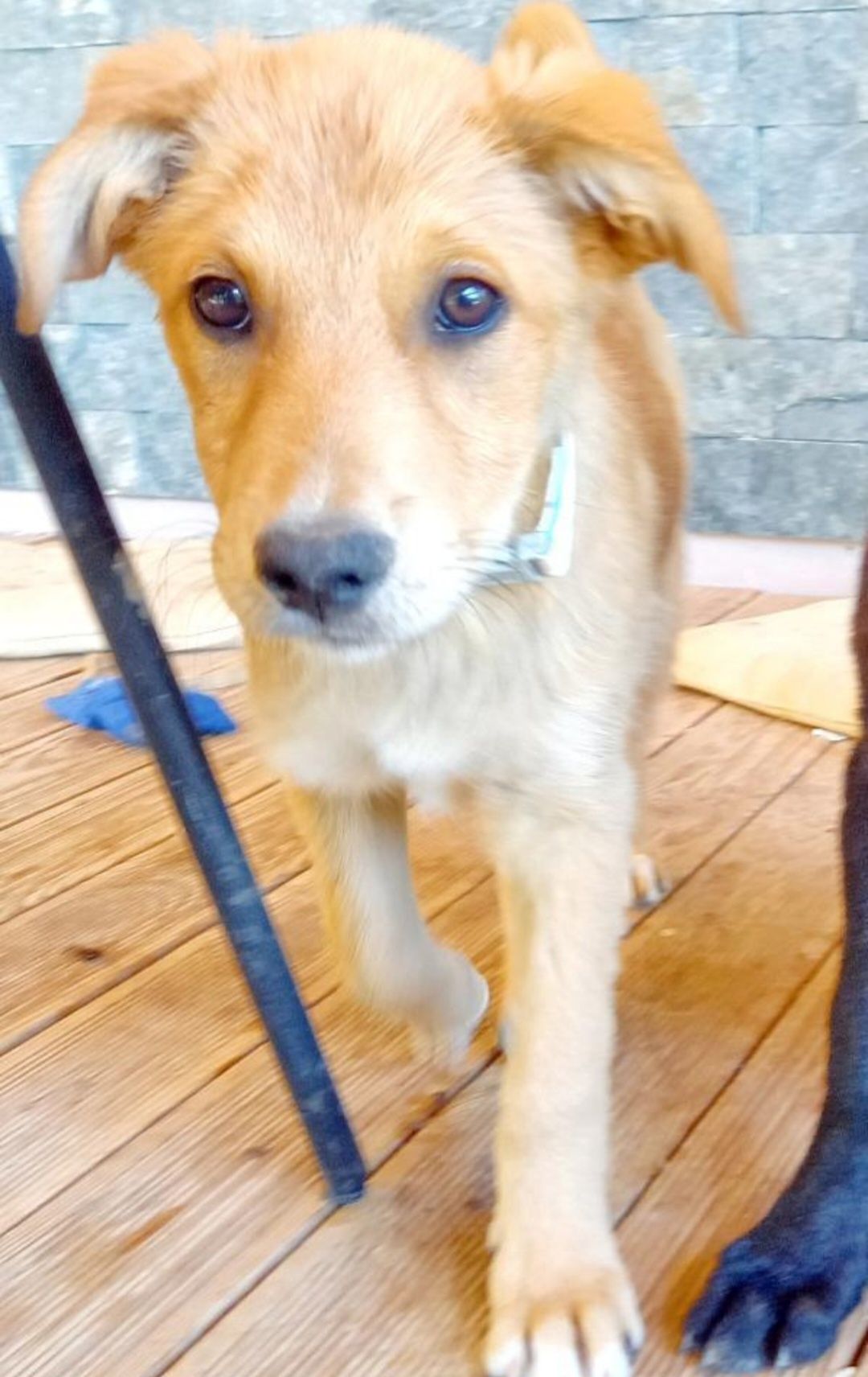 Dau spre adoptie 2 catelusi