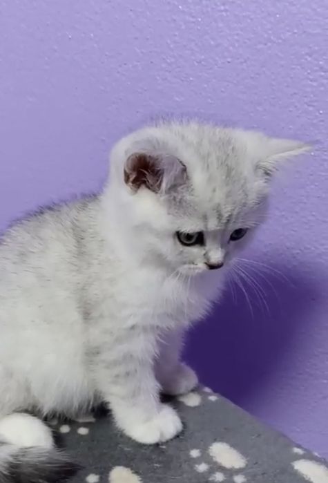 British chinchila silver