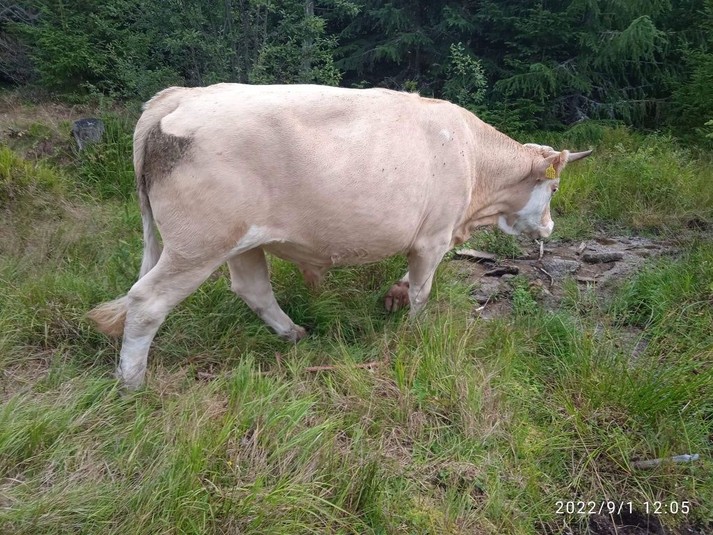 Vând junci buni de ținut