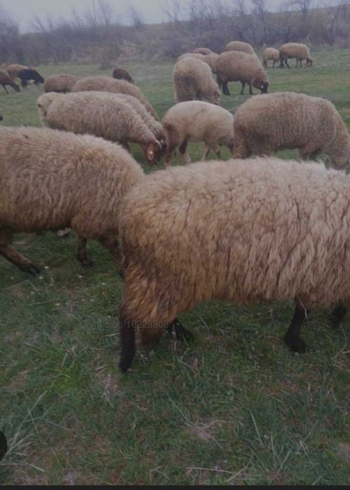 Kochove agneta ovceta