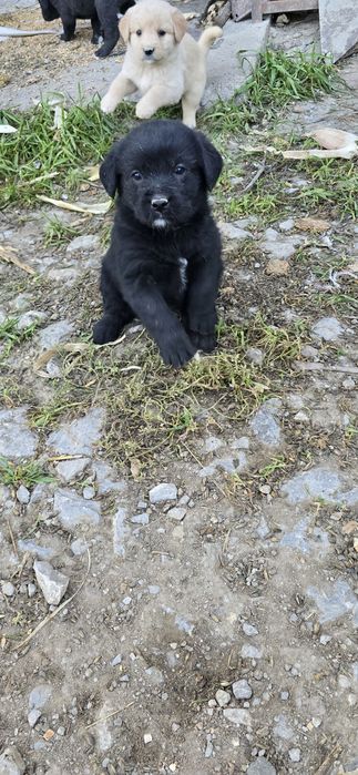 Donez catei metis labrador